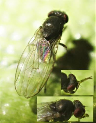 Drosophila sp.